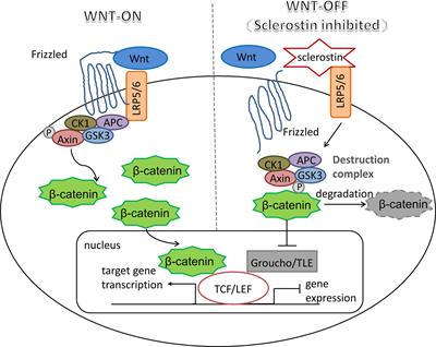 The Roles of Sclerostin in Immune System and the Applications of Aptamers in Immune-Related Research